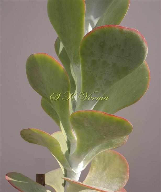  Leaves